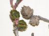 Sarcocornia quinqueflora subsp quinquiflora-8.jpg